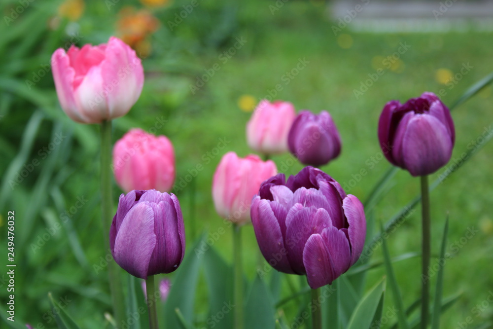 pink flower