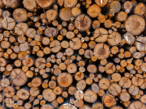 Eucalyptus fire wood trunk piled up texture - pattern