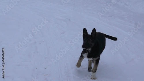 Black shepherd puppy running on white snow background. Super slow motion 1000 fps photo