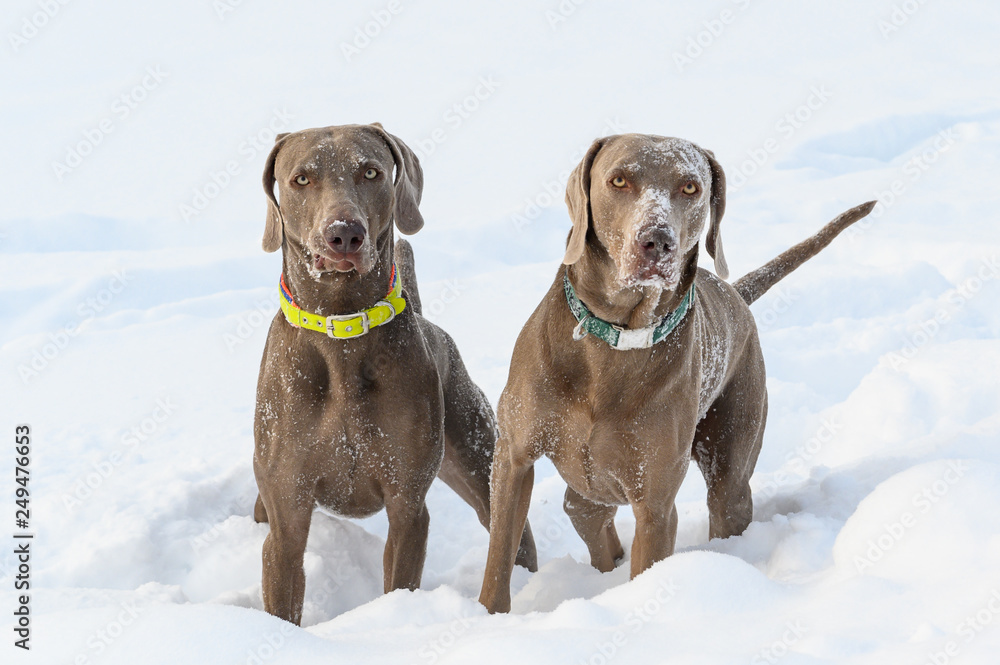 Zwei Weimaraner stehen im Schnee