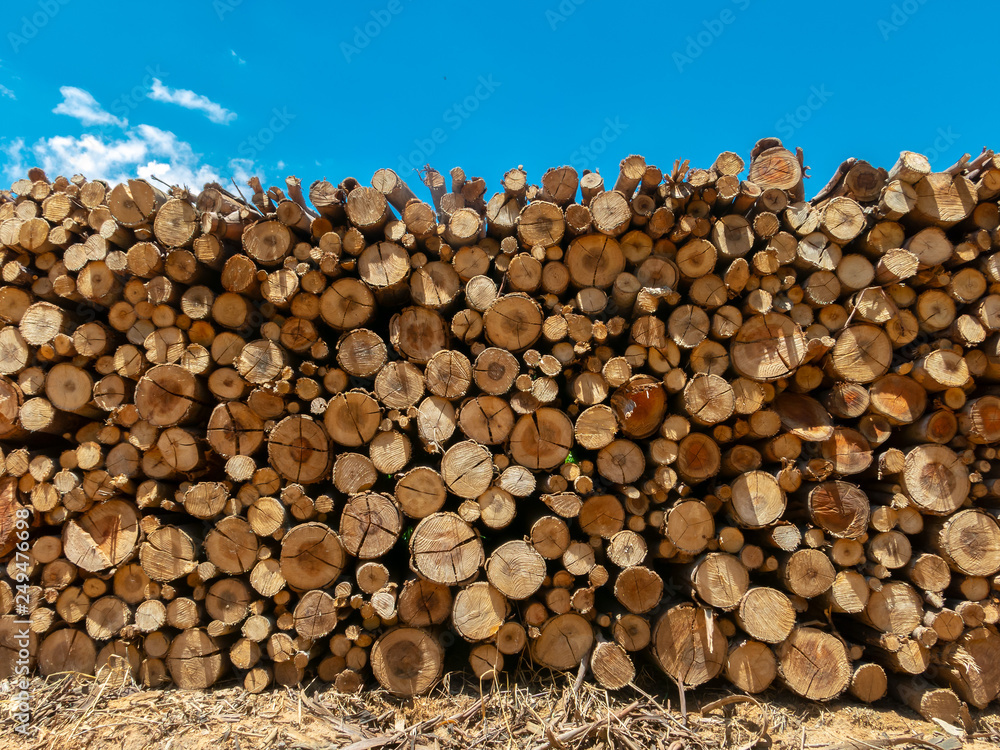 Eucalyptus fire wood trunk piled up texture - pattern