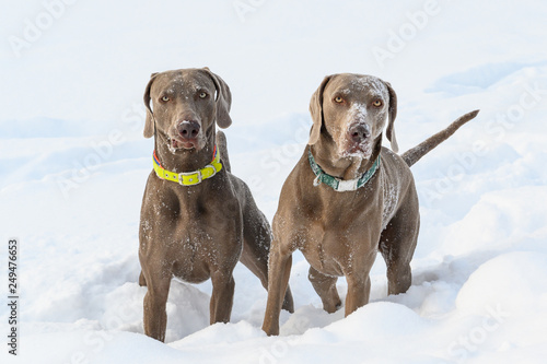 Zwei Weimaraner stehen im Schnee photo