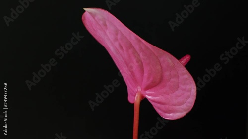 Anthurium phallic pink flower photo
