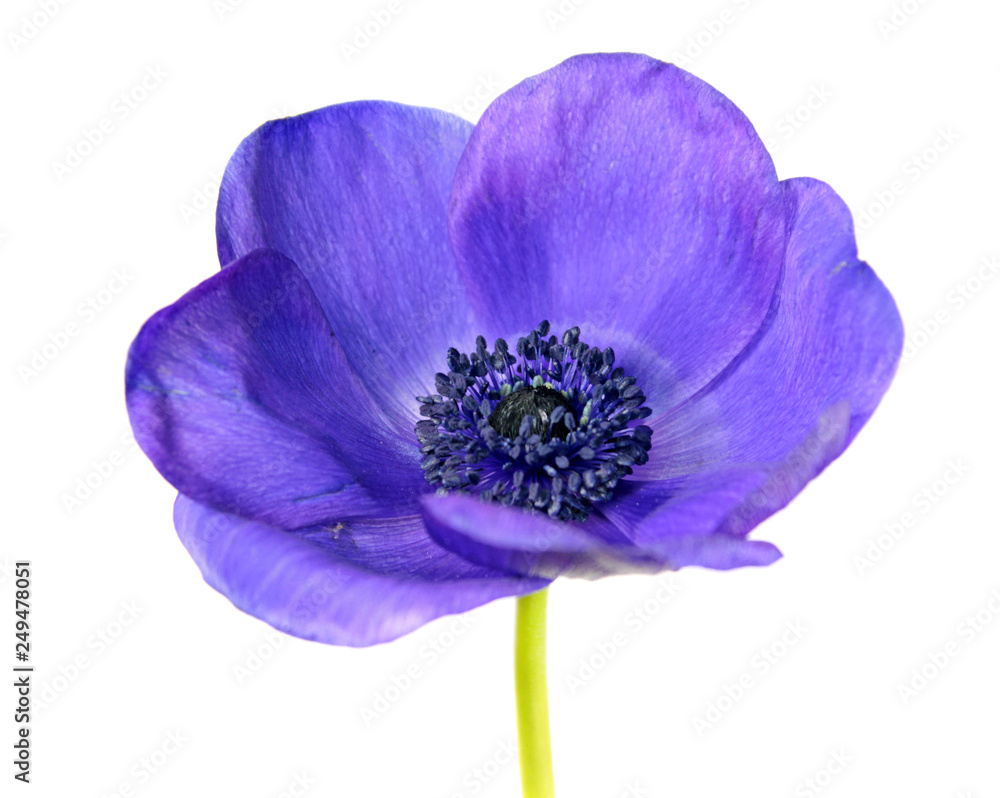 Blue flower of Anemone coronaria or Grecian windflower isolated on white background