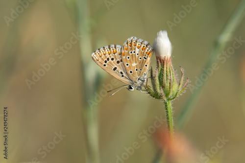 Lycaenidae / Çokgözlü Esmer / / Polyommatus agestis photo