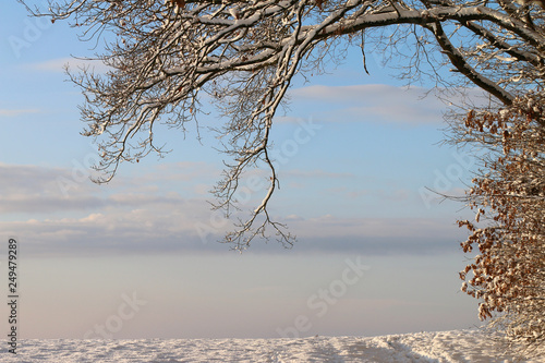 Snow covered tree branches, blue sky and winter morning