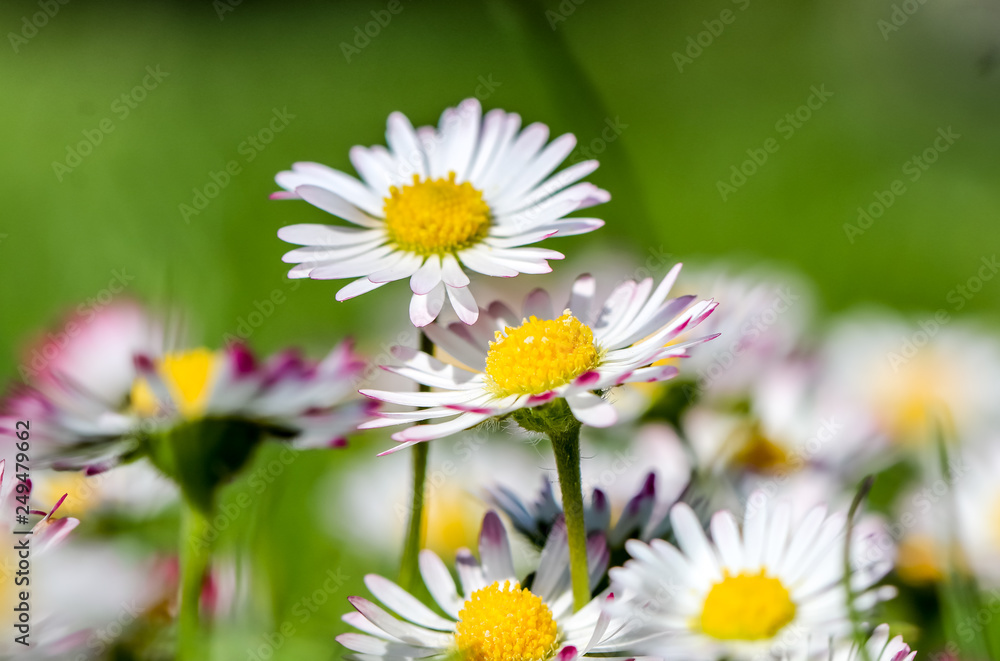Obraz premium springtime awaking daisy flower macro with green meadow background