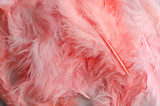 Close up of modern feathers colored living coral-the color of the year.Exotic feathers as a background