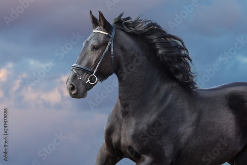 Frisian stallion with long beautiful mane run against sunset dark sky