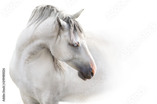 Grey andalusian horse with long mane close up portrait on white background. High key image