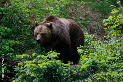Braunb  r  Ursus arctos  geht durch den Wald