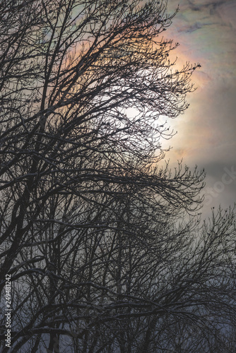 Hintergrund: Natur im Winter, blasse Sonne hinter kahken Ästen