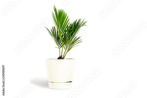 Houseplant small green palm tree  Chamaedorea Hyophorbeae Hamedorea Bridble  in white flower pot isolated on white background