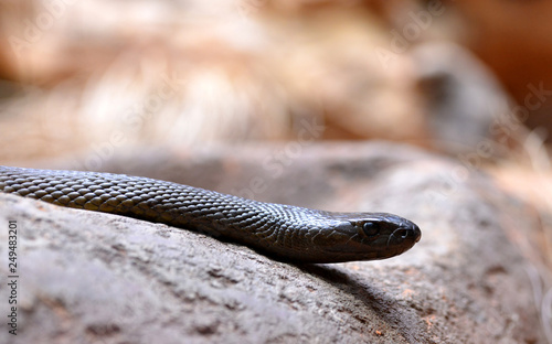 Inland taipan (Oxyuranus microlepidotus), the most venomous snake in the world living in Australia.