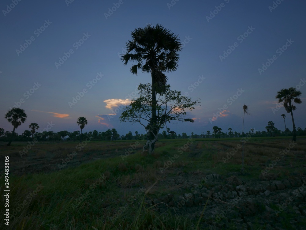 Many sugar palm trees in the field - Phetchaburi Province THAILAND.