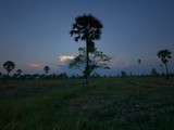 Many sugar palm trees in the field - Phetchaburi Province THAILAND.