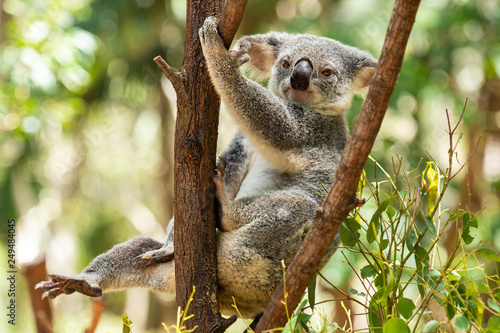 Cute Australian Koala resting during the day.