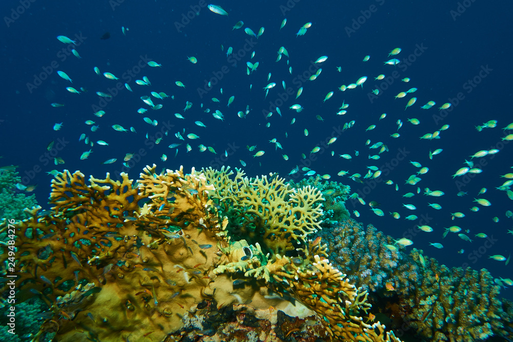 Obraz premium Rifffische mit Korallen