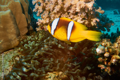 Anemonenfisch im Roten Meer