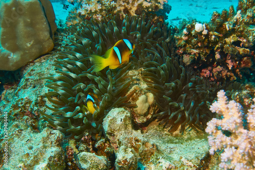 Anemonenfische im Roten Meer
