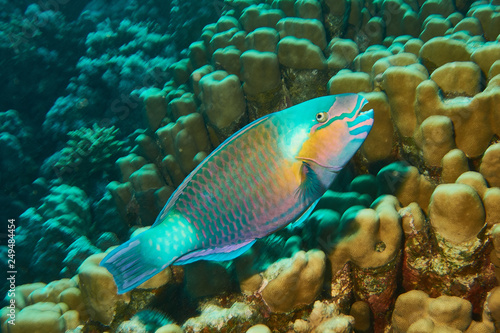 Papageifisch im Roten Meer