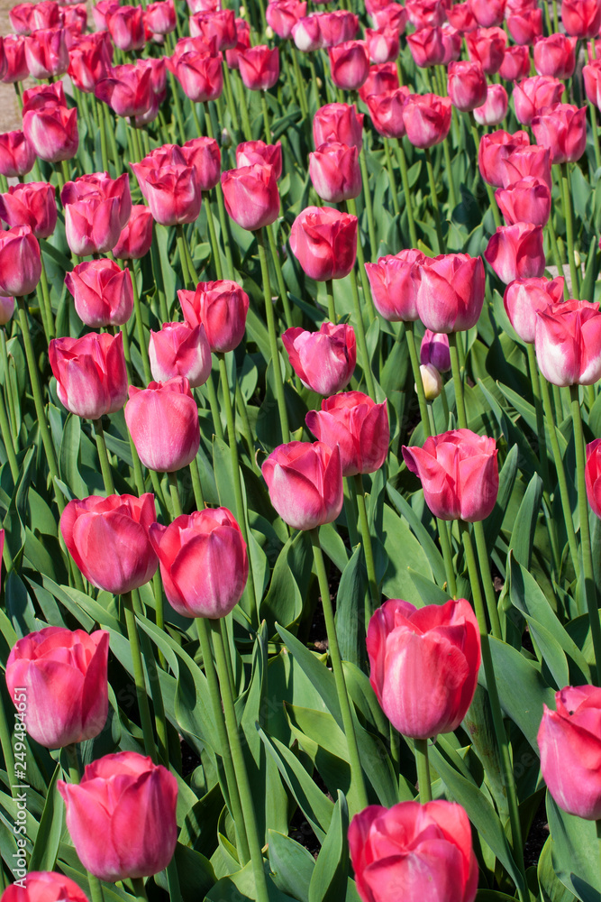 Background of pink tulips