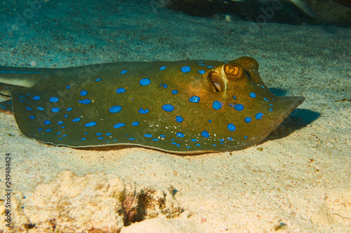 Blaupunktrochen im Roten Meer