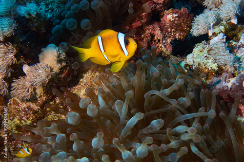 Anemonenfisch im Roten Meer