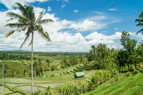 Jatiluwih rice terraces landscape in Bali, Indonesia.