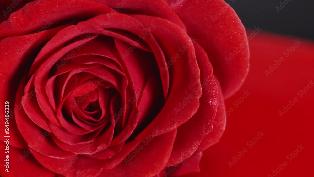 Red paint lipstick liquid texture, oil paint for painting, mixing shades, art make up cosmetic for face rose flower blossom. Red paint lipstick liquid texture, oil paint for painting, mixing shades, art make up cosmetic for face rose flower blossom.