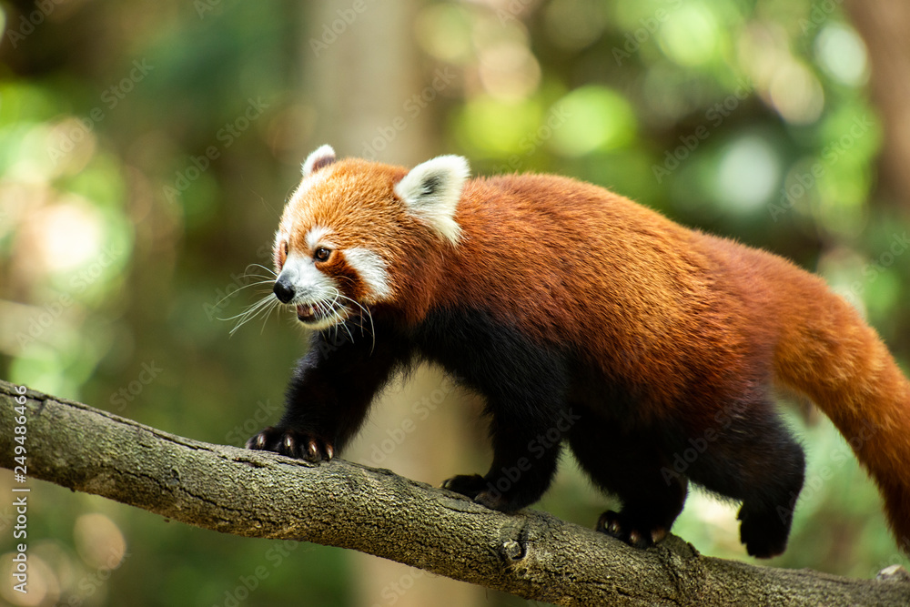 Fototapeta premium Red Panda