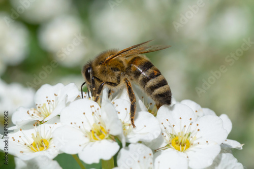 close up of bee on white blossoming