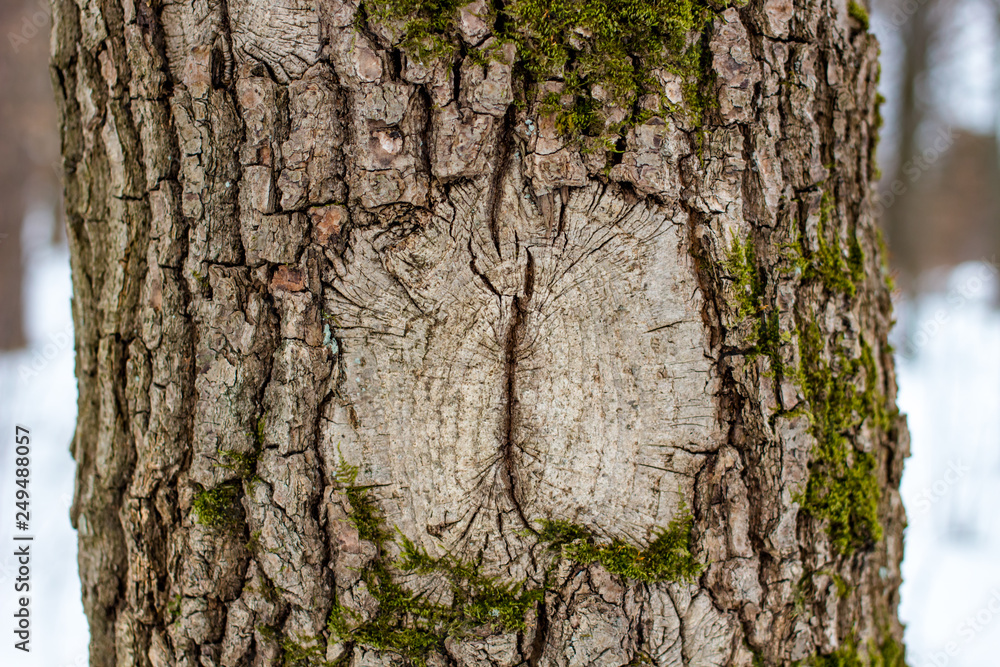 Obraz premium The texture of the bark on the tree resembles the eye