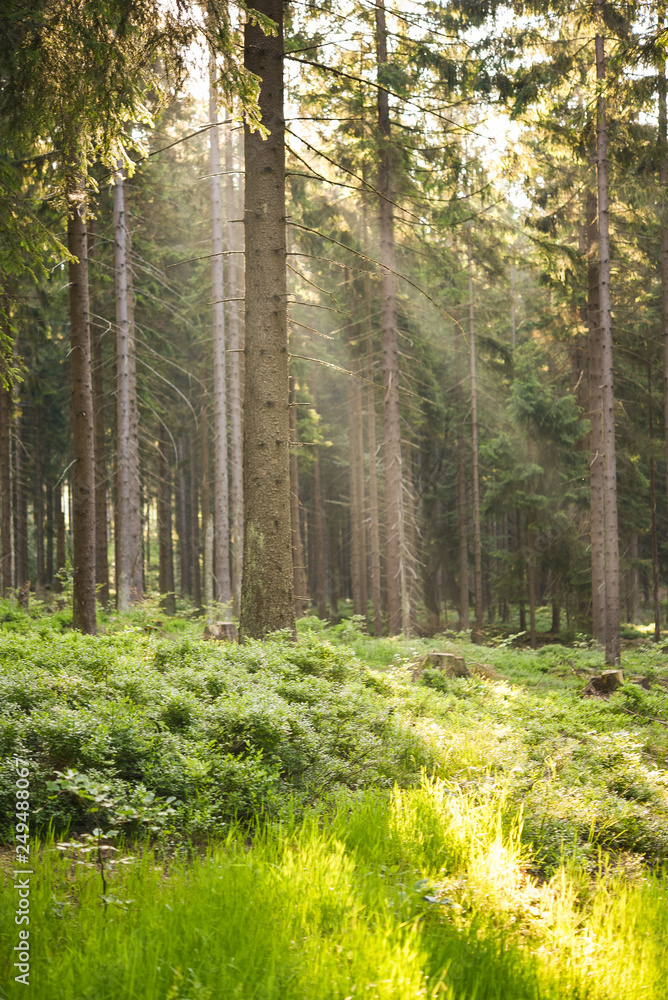 romantischer Wald mit Sonnenstrahlen als Hintergrund romantischer Wald mit Sonnenstrahlen als Hintergrund