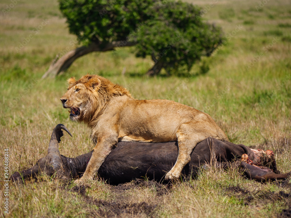 East african lion protecting his cape buffalo prey East african lion protecting his cape buffalo prey