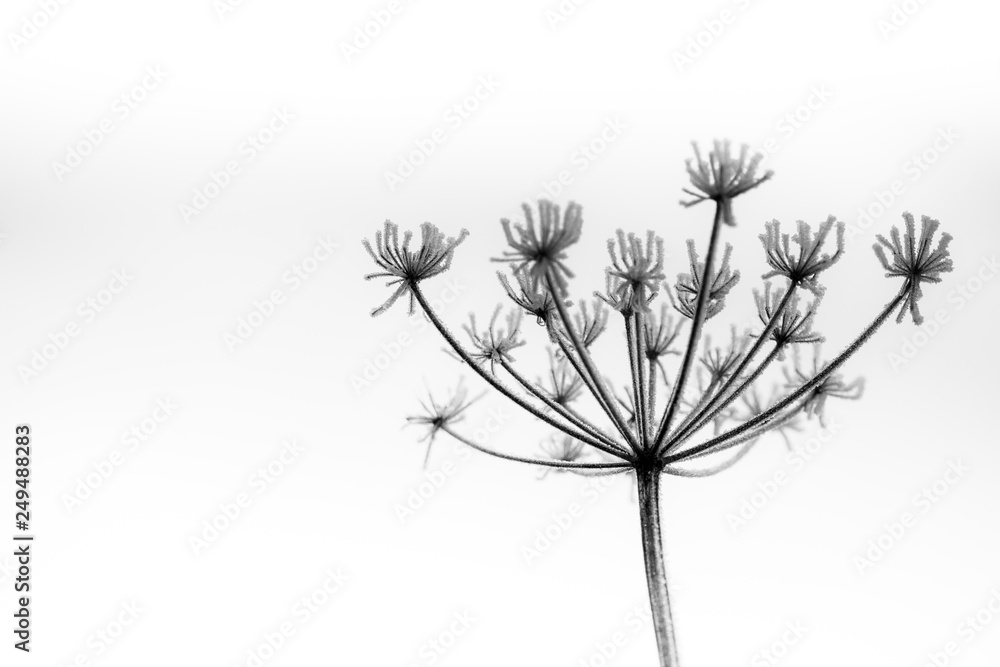 Fototapeta premium Frosted Cow Parsley Seed Heads