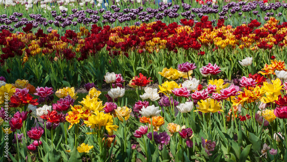 Field of colorful tulips