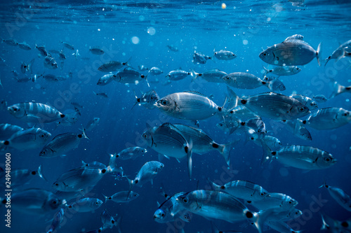 Ringel bream under water, under water photography of ocean fish in Croatia, fish swarm close up photo, amazing blue ocean with little fish in it, 