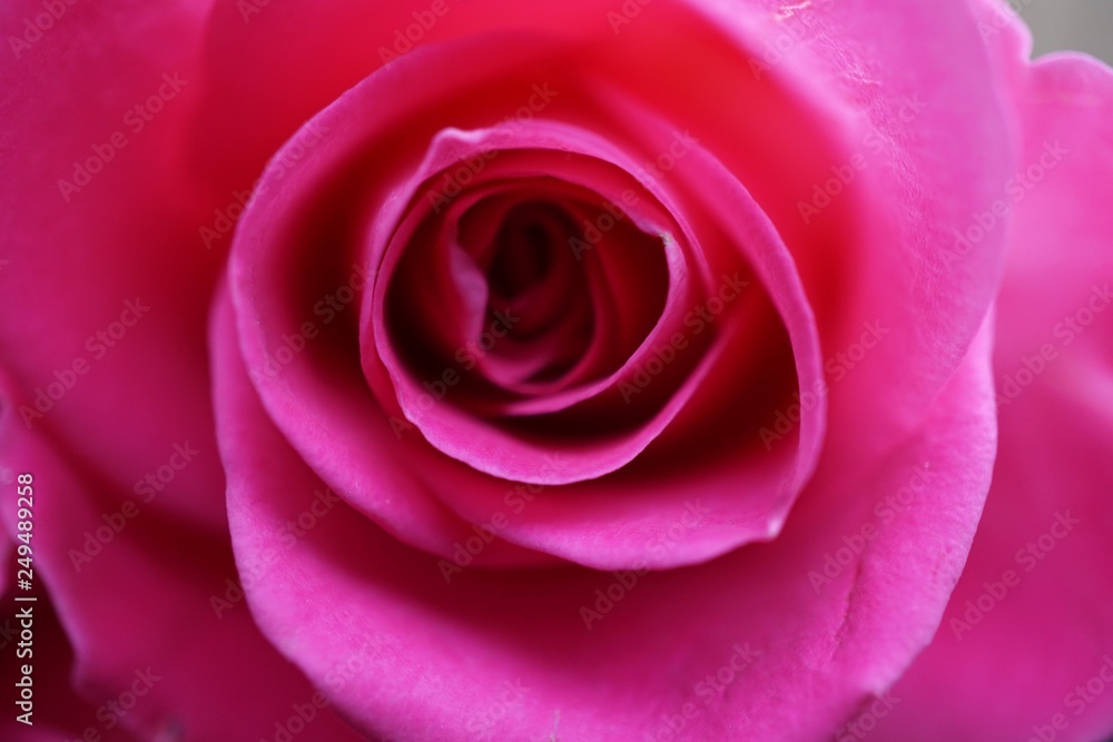 pink rose close up pink rose close up
