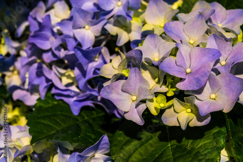 Spring flowers, gift. March 8. The blue hydrangea blossoms in a pot. Flower shop. Plant, botany.