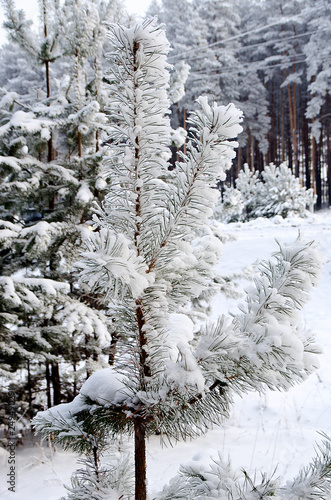 beautiful winter forest landscape