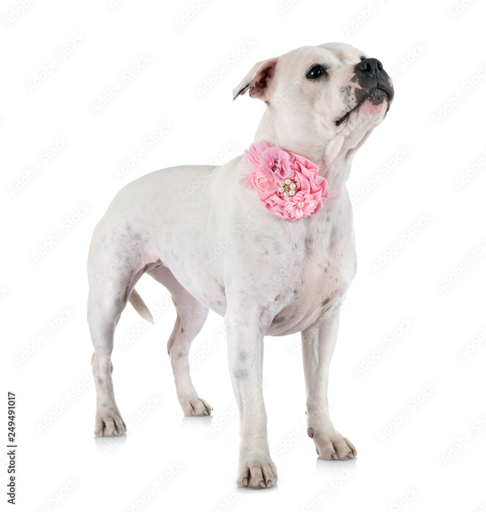 staffordshire bull terrier