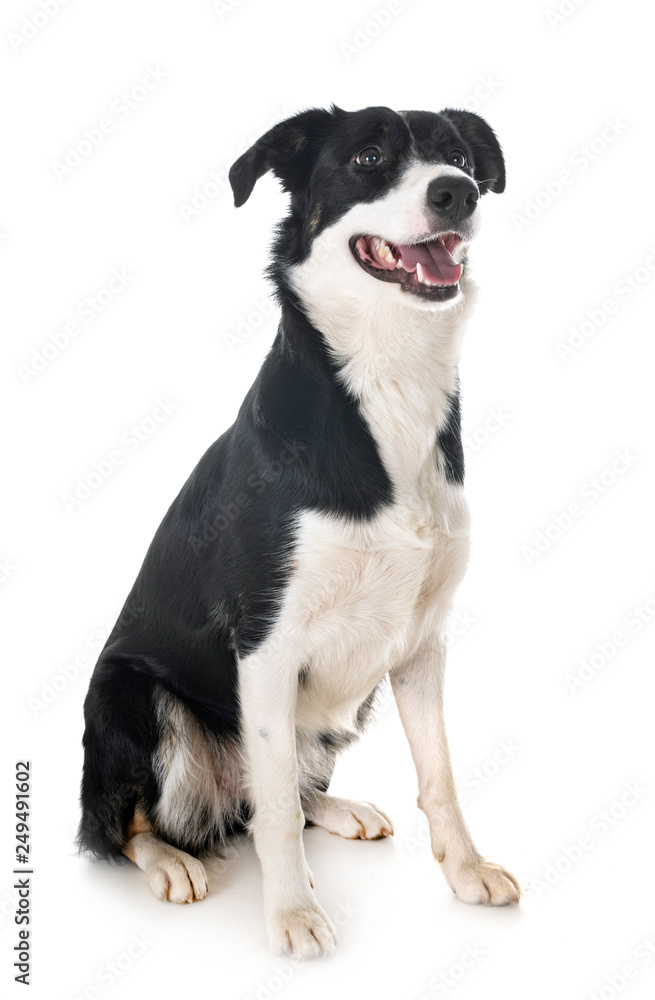 border collie in studio border collie in studio