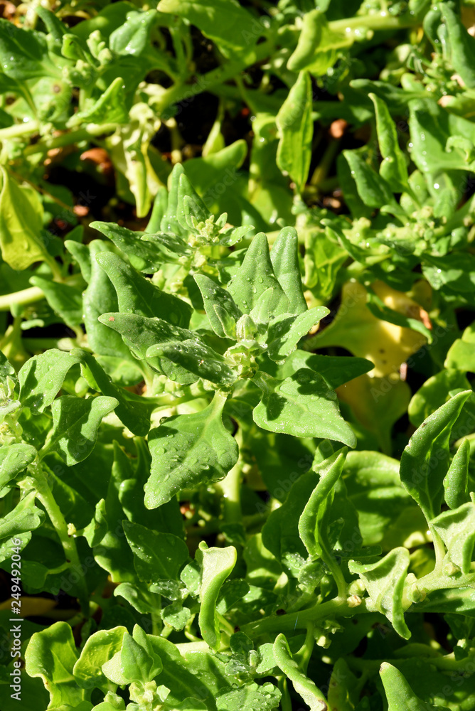 Neuseelaender, Spinat, Tetragonia, tetragonioides Neuseelaender, Spinat, Tetragonia, tetragonioides
