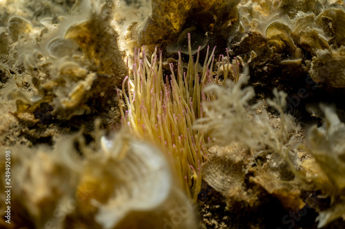 Anemonia sulcata, Sea anemone tentacles, Mediterranean sea photo