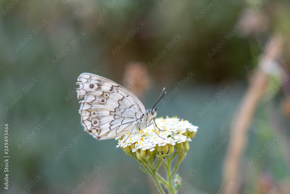Satyridae / Anadolu Melikesi / Balkan Marbled White / Melanargia larissa Satyridae / Anadolu Melikesi / Balkan Marbled White / Melanargia larissa