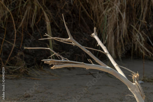 Surat Bay. Owaka New Zealand. Coast, beach and ocean. Wood. photo