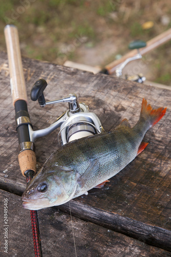 Trophy fishing. Big freshwater perch and fishing equipment on wooden background..