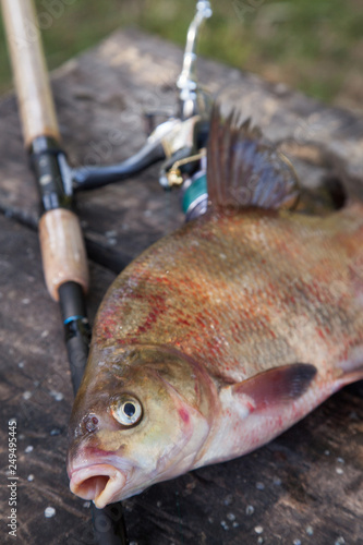 Close up view of big freshwater common bream and fishing rod with reel on vintage wooden background..