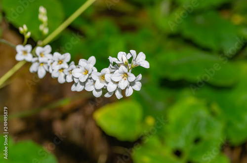 White Sprig Flowers